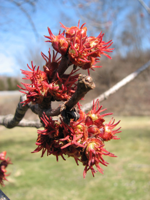 March flowers: Female flowers of the silver maple, Acer saccharinum